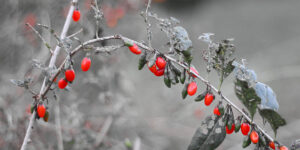 구기자의 효능과 먹는 법