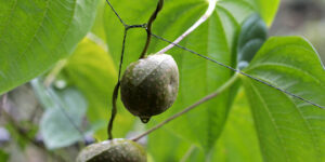 하늘마 효능과 하늘마 먹는법