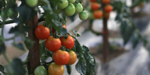 마늘과 다시마 효능, 먹는법