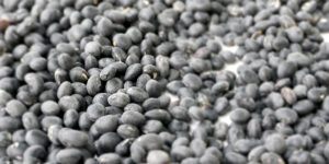 검은콩 서리태의 효능과 먹는법