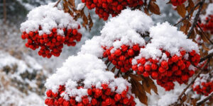 마가목 효능과 먹는법 그리고 부작용