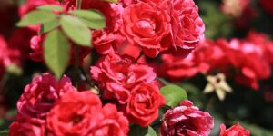 봄꽃 종류와 대표적인 명소와 축제