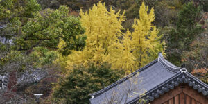 2026 행복두배 템플스테이 예약 및 사찰 Best 5