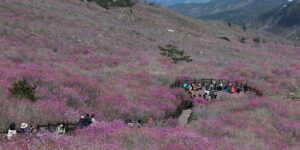 2026 비슬산 참꽃문화제와 등산코스