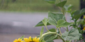 봄꽃 종류와 꽃말 모음(수선화, 튜립, 라일락, 장미 등)