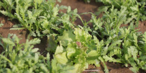 제출 봄나물-달래,냉이, 돌나물, 씀바귀, 취나물, 머위 추천