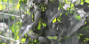 박주가리